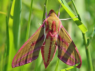 Deilephila elpenor Mittlerer Weinschwrmer Elephant Hawk-moth (23802 Byte)