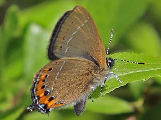 Pflaumen-Zipfelfalter Satyrium pruni Black Hairstreak 