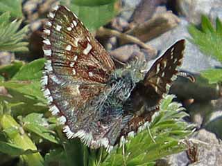 Pyrgus armoricanus Zweibrütiger Würfel-Dickkopffalter Oberthur's Grizzled Skipper