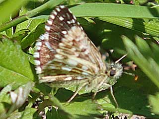 Pyrgus armoricanus Zweibrütiger Würfel-Dickkopffalter Oberthur's Grizzled Skipper