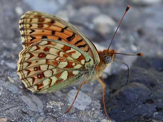 Mittlerer Perlmutterfalter Argynnis (Speyeria) niobe Niobe Fritillary