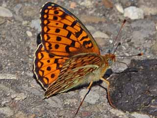 Mittlerer Perlmutterfalter Argynnis (Speyeria) niobe Niobe Fritillary