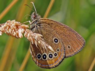 Moor-Wiesenvgelchen Coenonympha oedippus False Ringlet