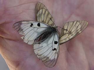 Schwarzer Apollo  Parnassius mnemosyne Clouded Apollo