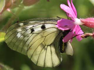 Schwarzer Apollo  Parnassius mnemosyne Clouded Apollo