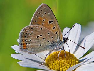 Lilagold-Feuerfalfter   Lycaena hippothoe  Purple-edged Copper (24085 Byte)