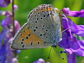 Mnnchen Lilagold-Feuerfalfter   Lycaena hippothoe  Purple-edged Copper (24085 Byte)