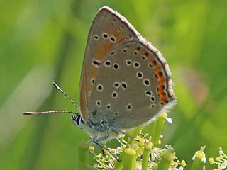 Mnnchen Lilagold-Feuerfalfter   Lycaena hippothoe  Purple-edged Copper (24085 Byte)