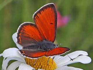 Mnnchen Lilagold-Feuerfalfter   Lycaena hippothoe  Purple-edged Copper (24085 Byte)