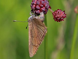 Dunkler Wiesenknopf-Ameisen-Blaeuling Glaucopsyche nausithous Maculinea Dusky Large Blue