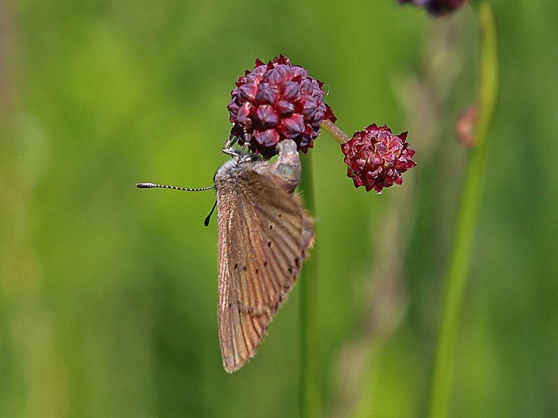 Dunkler Wiesenknopf-Ameisenbluling  Maculinea nausithous