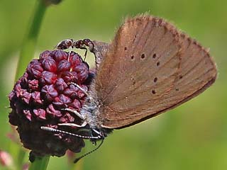 Dunkler Wiesenknopf-Ameisen-Blaeuling Glaucopsyche nausithous Maculinea Dusky Large Blue