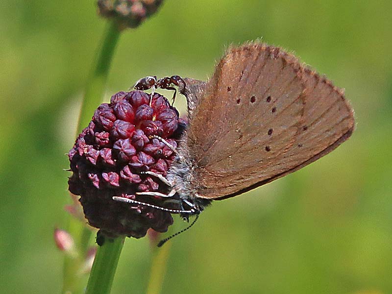 Dunkler Wiesenknopf-Ameisenbluling  Maculinea nausithous