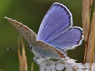 Ginster-Bluling Kronwicken-Bluling Plebeius idas Plebeius argyrognomon Idas Blue Reverdin's Blue