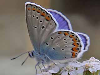 Ginster-Bluling Kronwicken-Bluling Plebeius idas Plebeius argyrognomon Idas Blue Reverdin's Blue