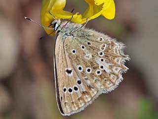 Weibchen Zahnflgel-Bluling weiblich Meleageria daphnis Meleager's Blue