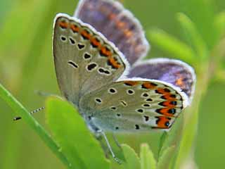 Ginster-Bluling Kronwicken-Bluling Plebeius idas Plebeius argyrognomon Idas Blue Reverdin's Blue