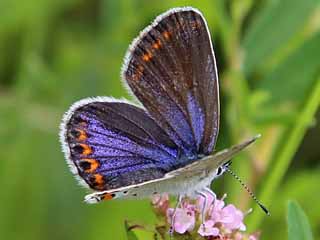 Ginster-Bluling Kronwicken-Bluling Plebeius idas Plebeius argyrognomon Idas Blue Reverdin's Blue