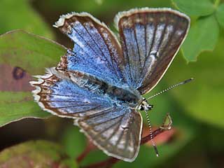 Weibchen Zahnflgel-Bluling weiblich Meleageria daphnis Meleager's Blue