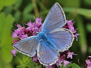 Weibchen Zahnflgel-Bluling weiblich Meleageria daphnis Meleager's Blue