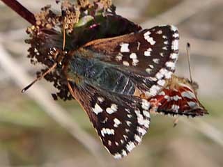 Roter Wrfel-Dickkopffalter  Spialia sertorius   Red Underwing Skipper
