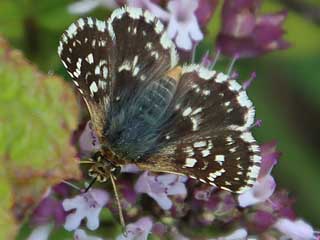 Roter Wrfel-Dickkopffalter  Spialia sertorius   Red Underwing Skipper