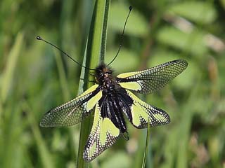 Libellen-Schmetterlingshaft Libelloides coccajus Ascalaphus libelluloides (10952 Byte)