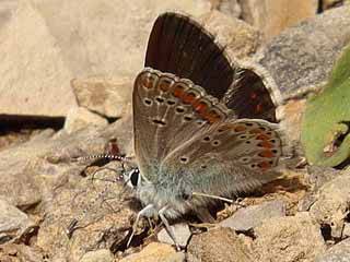 Groer Sonnenrschen-Bluling Aricia artaxerxes Northern Brown Argus