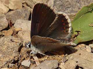 Groer Sonnenrschen-Bluling Aricia artaxerxes Northern Brown Argus
