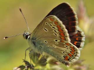 Groer Sonnenrschen-Bluling Aricia artaxerxes Northern Brown Argus