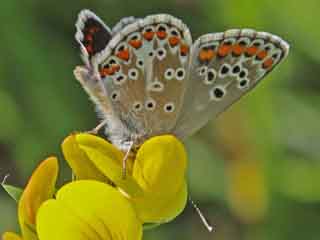 Kleiner Sonnenrschen-Bluling Aricia agestis  Brown Argus
