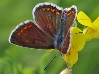 Kleiner Sonnenrschen-Bluling Aricia agestis  Brown Argus
