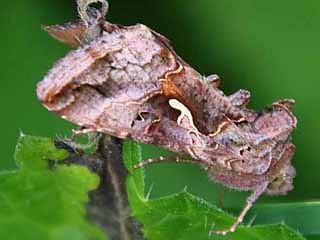 Gammaeule   Autographa gamma   Silver Y  (36639 Byte)