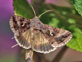 Gammaeule   Autographa gamma   Silver Y  (36639 Byte)