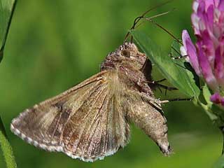 Gammaeule   Autographa gamma   Silver Y  (36639 Byte)