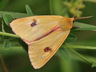 Rotrand-Br Diacrisia sannio Clouded Buff