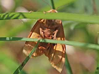 Rotrand-Br Diacrisia sannio Clouded Buff
