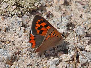 Kleiner Feuerfalter  Lycaena phlaeas Small Copper (8607 Byte)