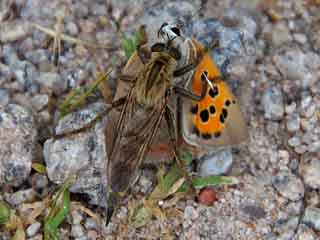 Kleiner Feuerfalter  Lycaena phlaeas Small Copper (8607 Byte)