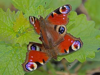 Tagpfauenauge Inachis io Peacock