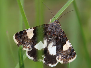 Tyta luctuosa Ackerwinden-Trauereule Four-Spotted