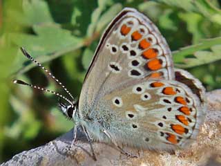 Groer Sonnenrschen-Bluling Aricia artaxerxes Northern Brown Argus
