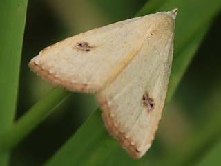 Rivula sericealis Seideneulchen Straw Dot