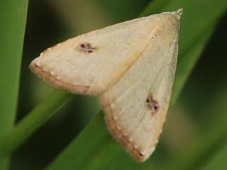 Rivula sericealis Seideneulchen Straw Dot