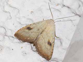 Rivula sericealis Seideneulchen Straw Dot