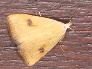 Rivula sericealis Seideneulchen Straw Dot