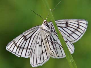 Hartheu-Spanner Siona lineata Black-veined Moth (22992 Byte)