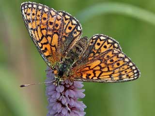 Randring-Perlmutterfalter Boloria (Proclossiana) eunomia Bog Fritillary