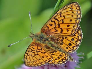 Randring-Perlmutterfalter Boloria (Proclossiana) eunomia Bog Fritillary