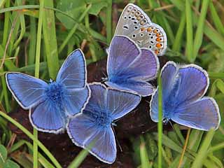 Mnnchen Hauhechel-Bluling Polyommatus (Polyommatus) icarus Common Blue Bluling